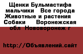 Щенки Бульмастифа мальчики - Все города Животные и растения » Собаки   . Воронежская обл.,Нововоронеж г.